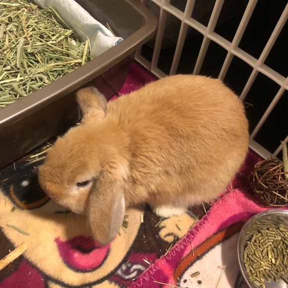 Meet your Posher, Rikki - Picture 1 of 1